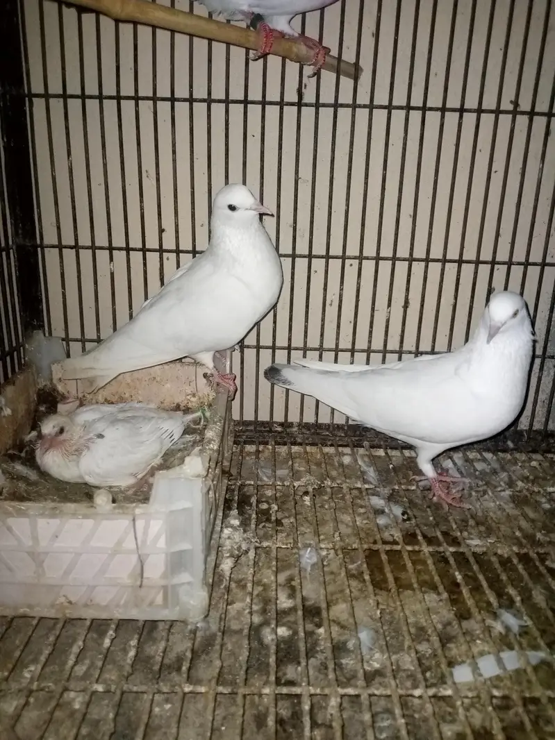 Patti Wala breeder pair — photo 3