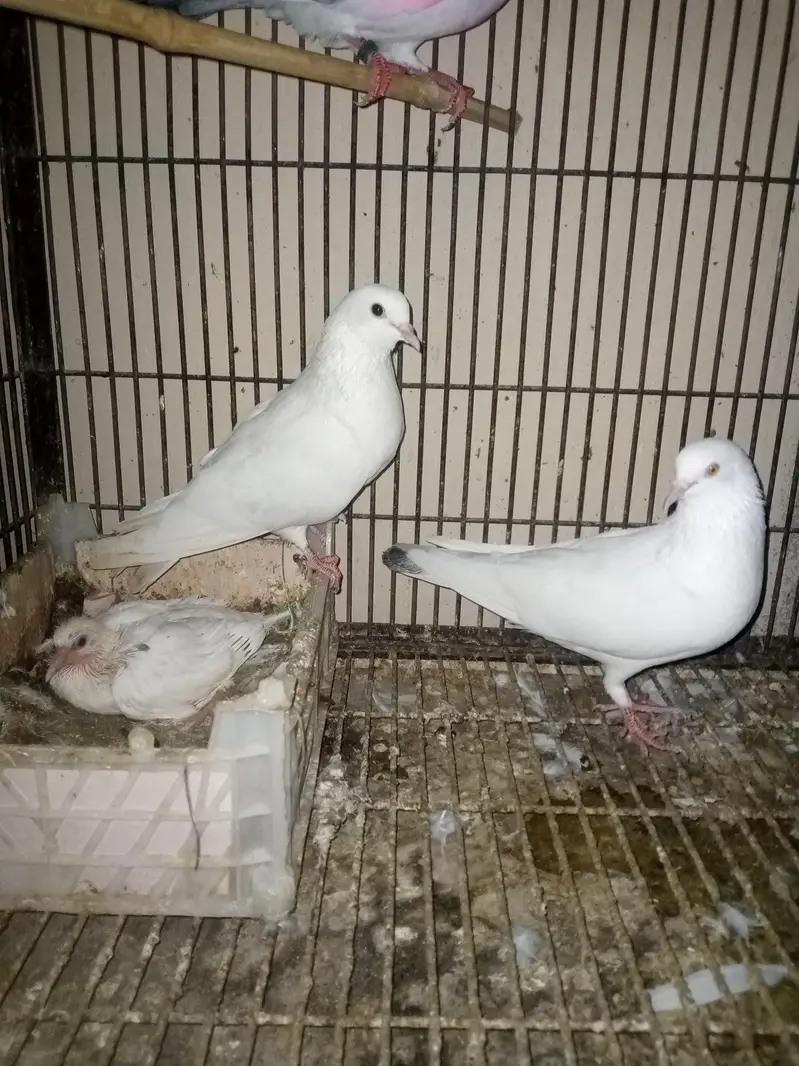 Patti Wala breeder pair — photo 4