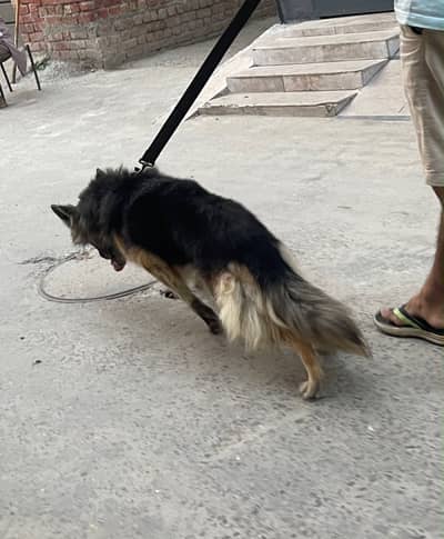 German Shepard pregnant female urgent sale 03014027389
