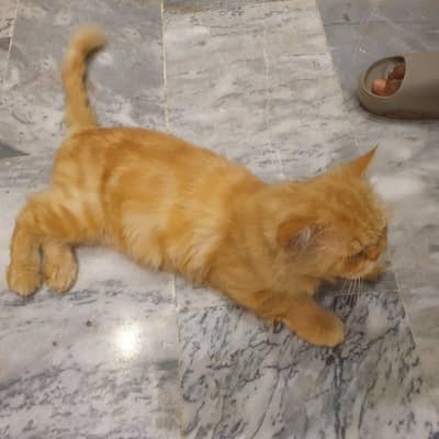 Persian Male cat / Persian billa