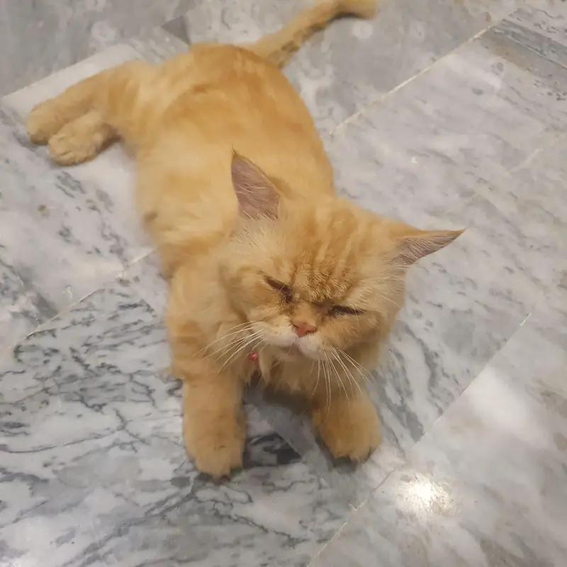 Persian Male cat / Persian billa — photo 2