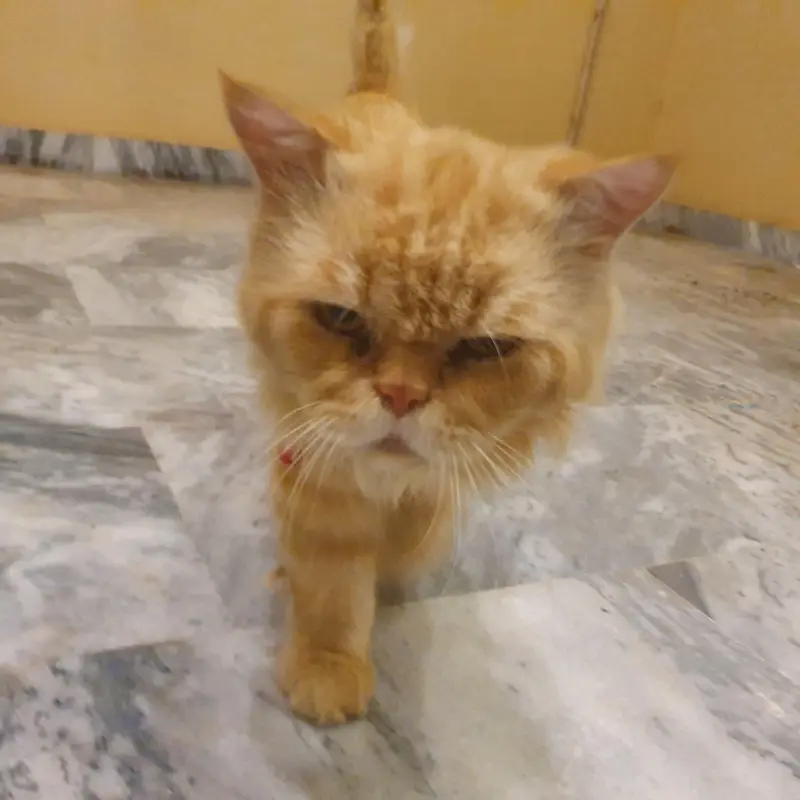 Persian Male cat / Persian billa — photo 3