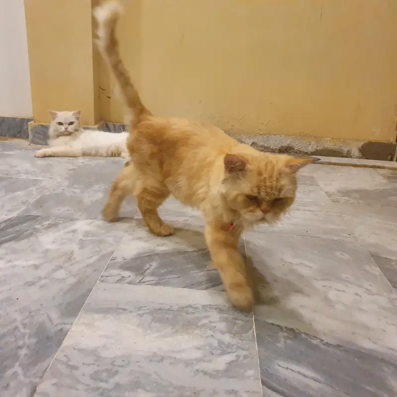Persian Male cat / Persian billa — photo 4