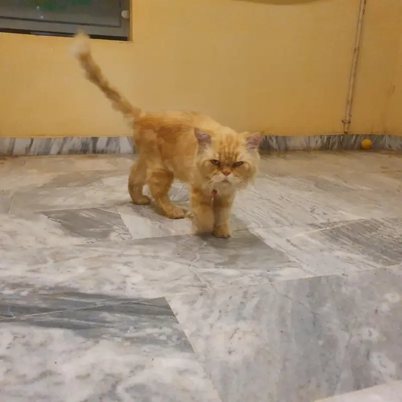 Persian Male cat / Persian billa — photo 5