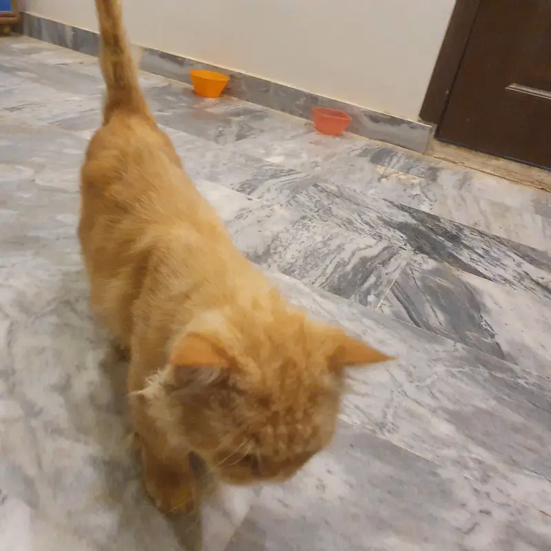 Persian Male cat / Persian billa — photo 6