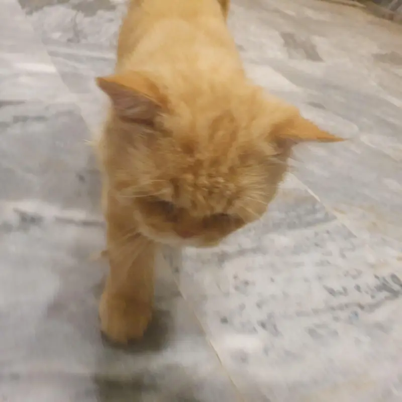 Persian Male cat / Persian billa — photo 7