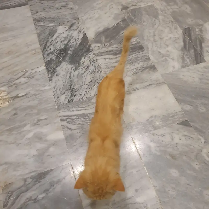 Persian Male cat / Persian billa — photo 8