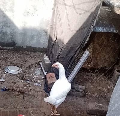 pure paper white madi herri