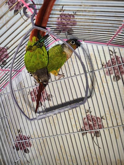 sun conure parrots pair