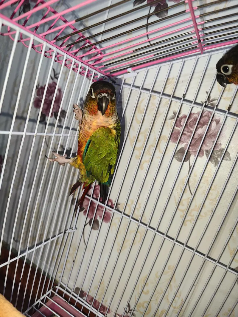 sun conure parrots pair — photo 2