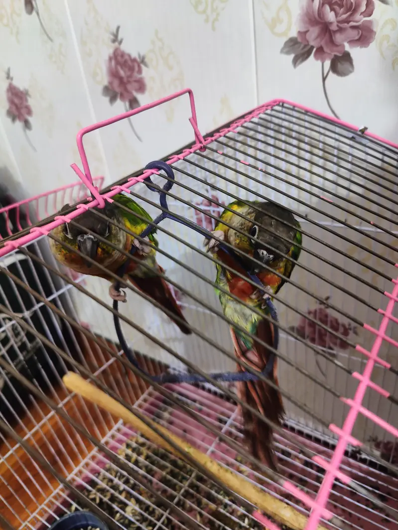 sun conure parrots pair — photo 3
