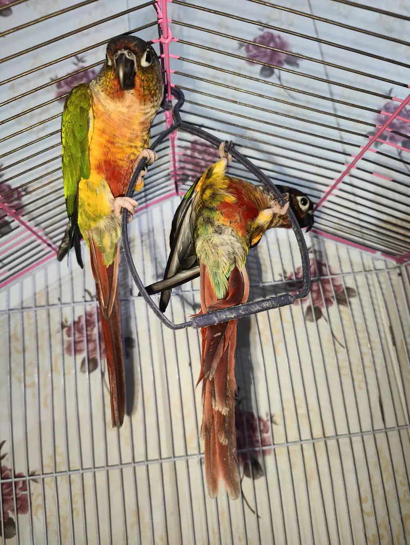 sun conure parrots pair — photo 4
