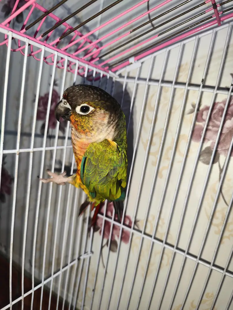 sun conure parrots pair — photo 5