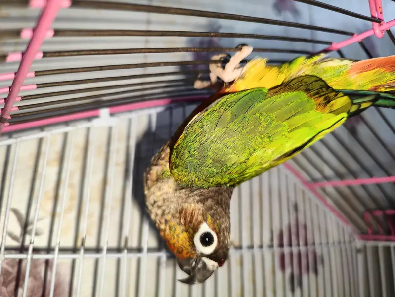 sun conure parrots pair — photo 6