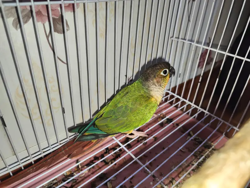 sun conure parrots pair — photo 7