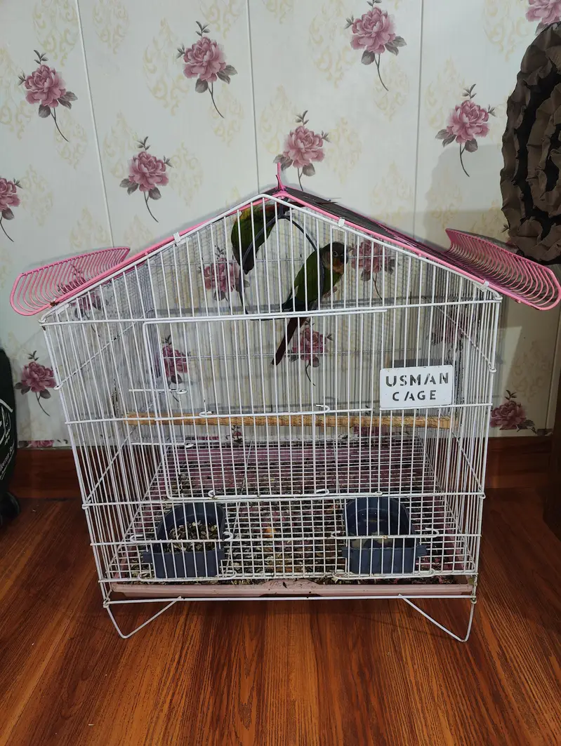 sun conure parrots pair — photo 8