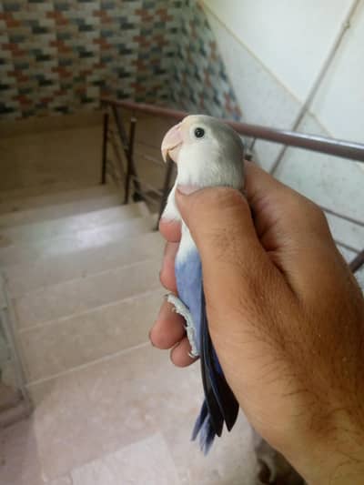 blue fishri male  breeder ha