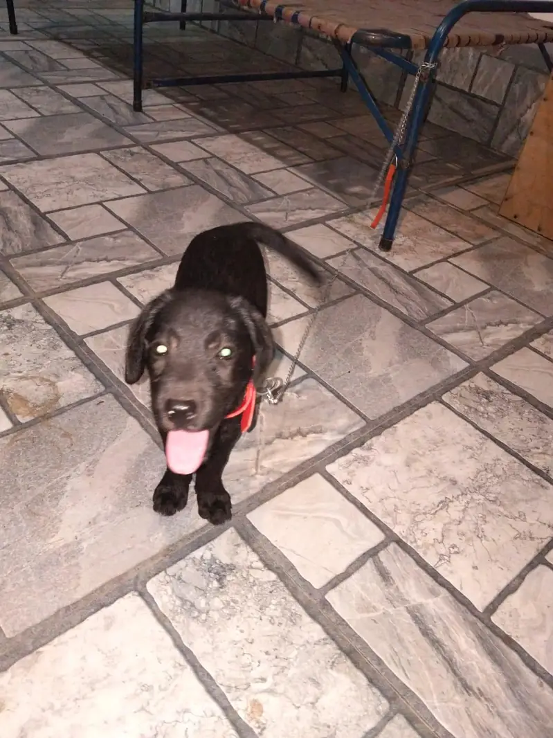 American Labrador pure breed — photo 2