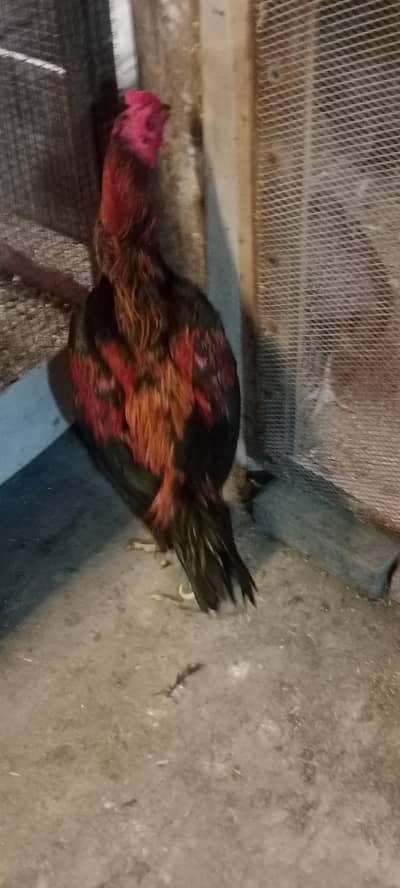 aseel pakoya adalt nar