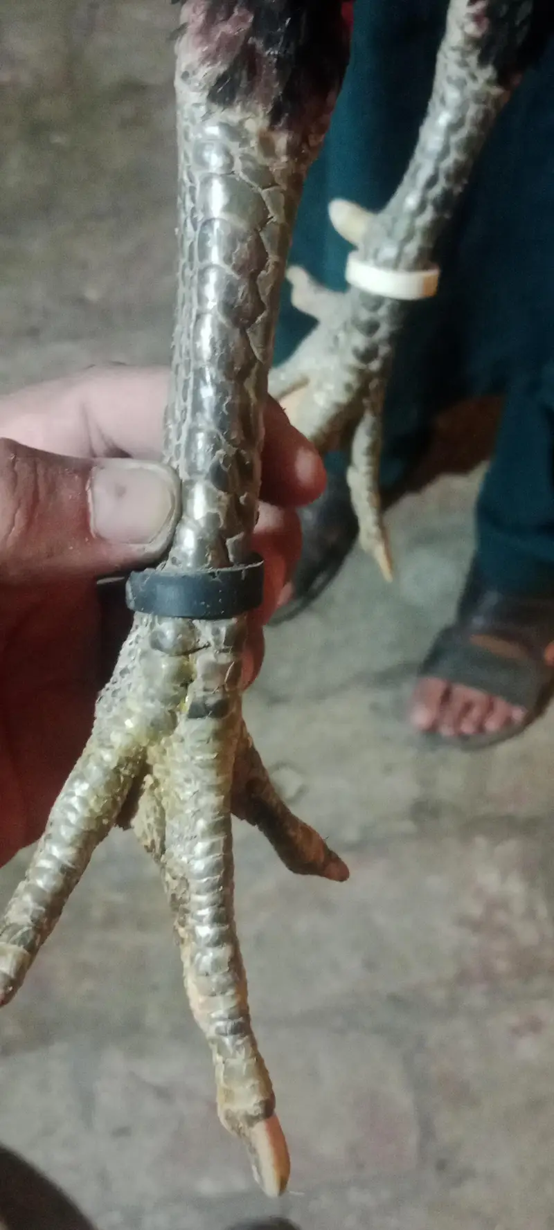 aseel pakoya adalt nar — photo 2