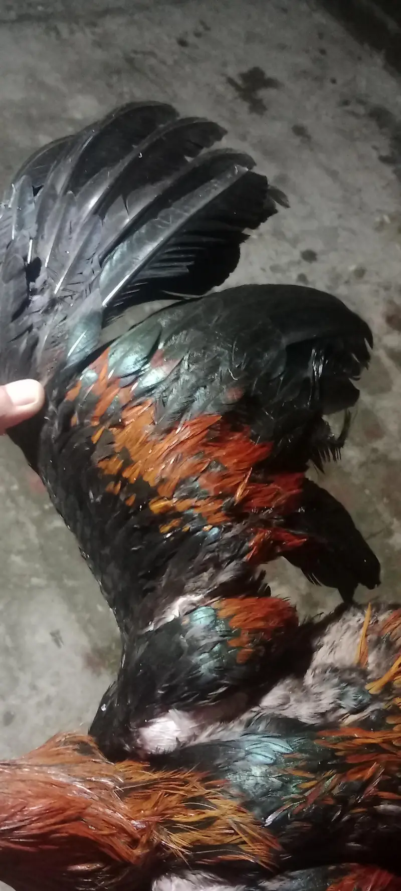 aseel pakoya adalt nar — photo 3