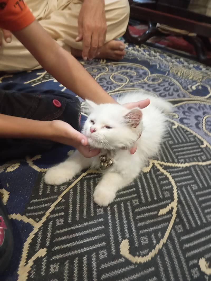 wight cate 2