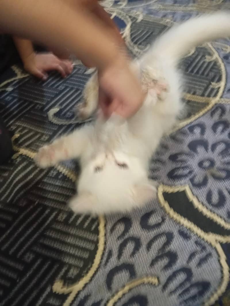 wight cate 6