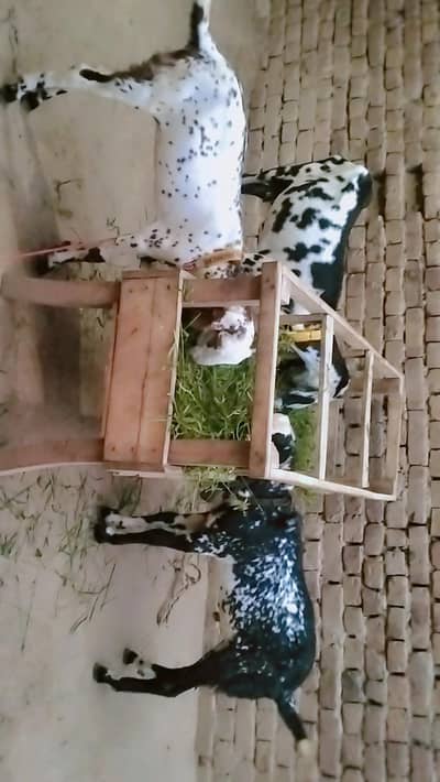 piuer dasi i bakri Sath male and female bachy