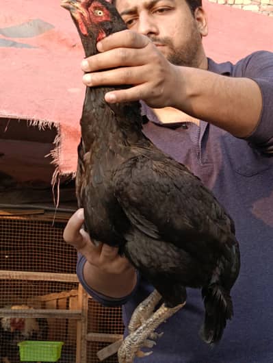 Afghanistani Mushki Hen