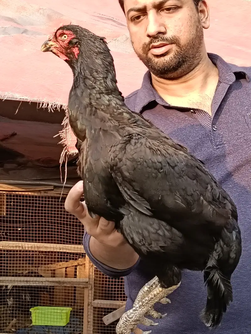 Afghanistani Mushki Hen — photo 2