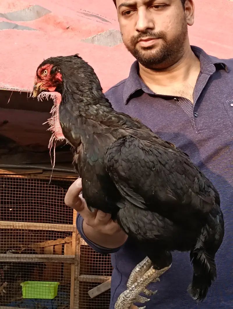 Afghanistani Mushki Hen — photo 3