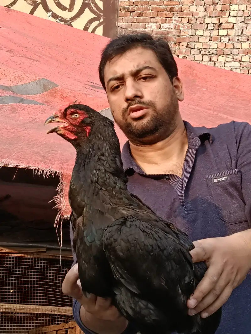 Afghanistani Mushki Hen — photo 4