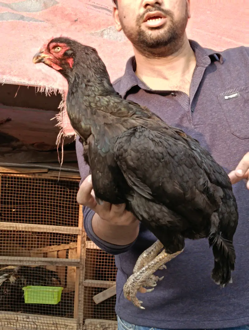 Afghanistani Mushki Hen — photo 5