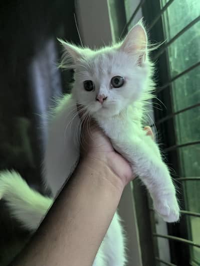3 Beautiful Persian cat for sale