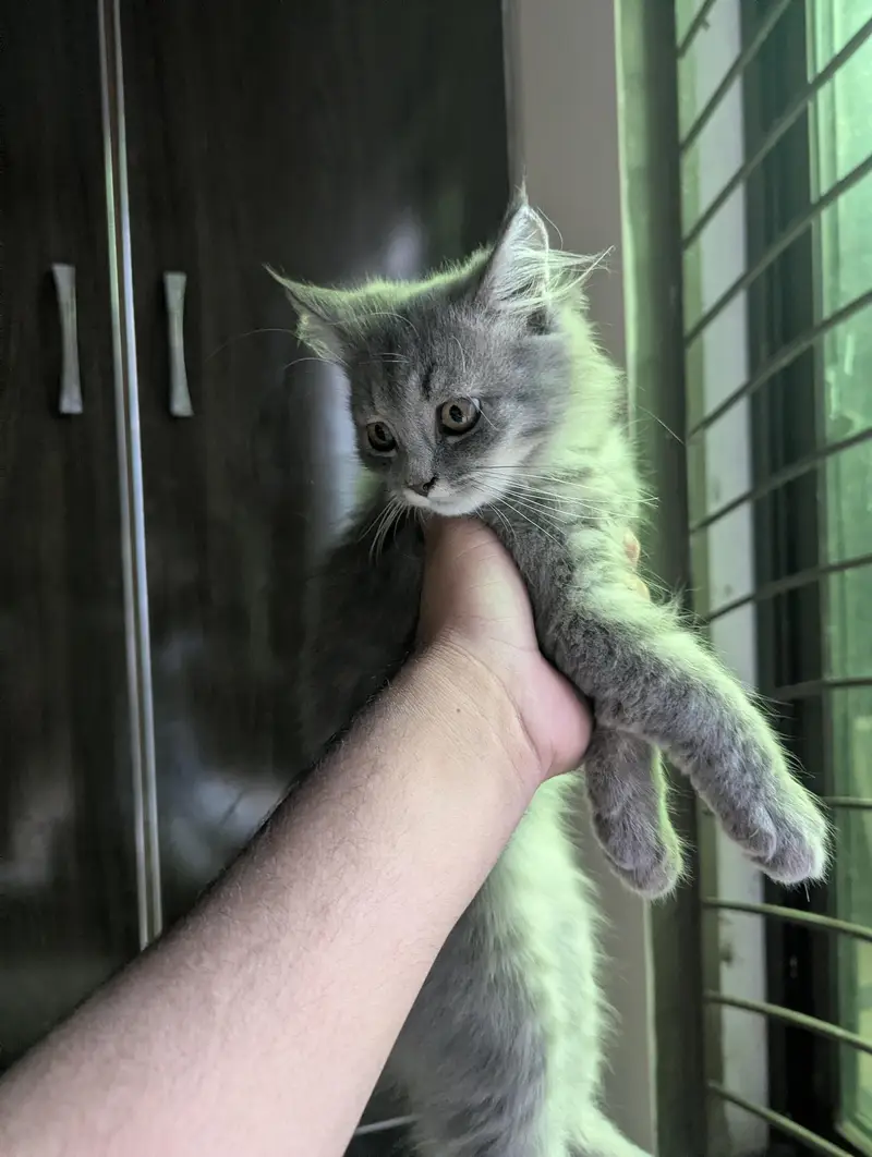 3 Beautiful Persian cat for sale — photo 2
