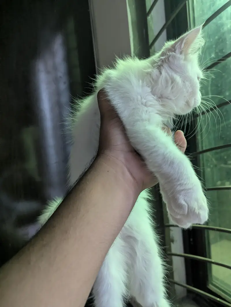 3 Beautiful Persian cat for sale — photo 3