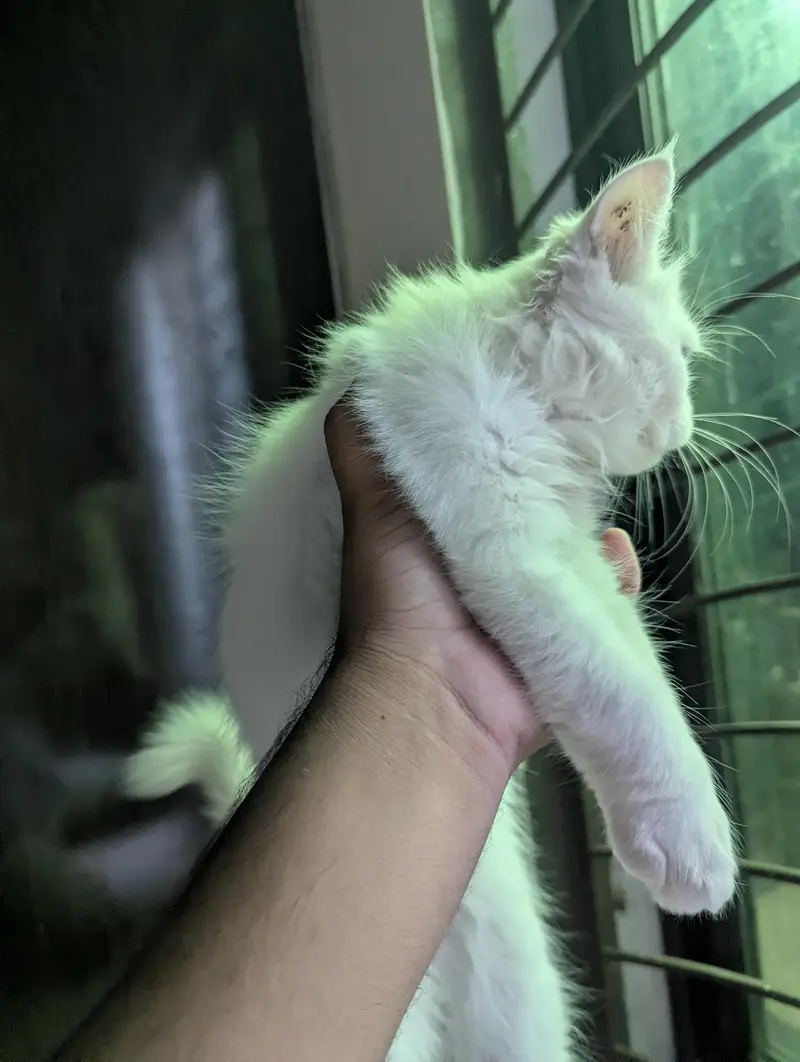 3 Beautiful Persian cat for sale — photo 4