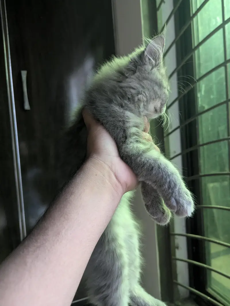 3 Beautiful Persian cat for sale — photo 5