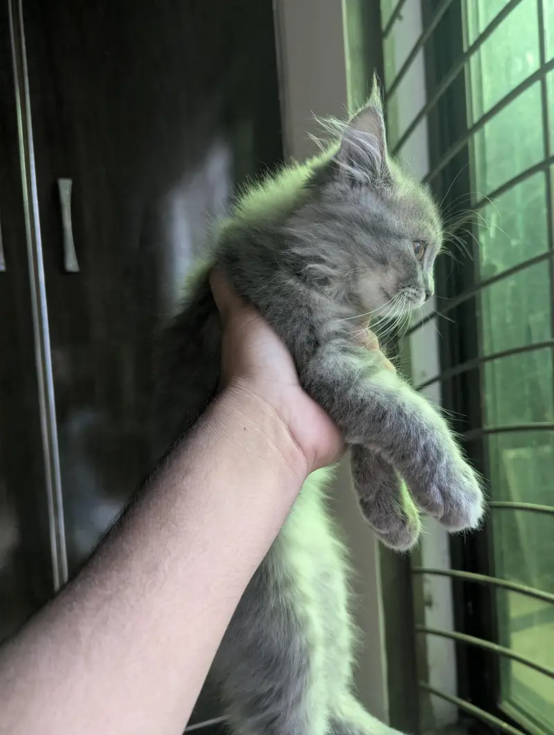 3 Beautiful Persian cat for sale — photo 6