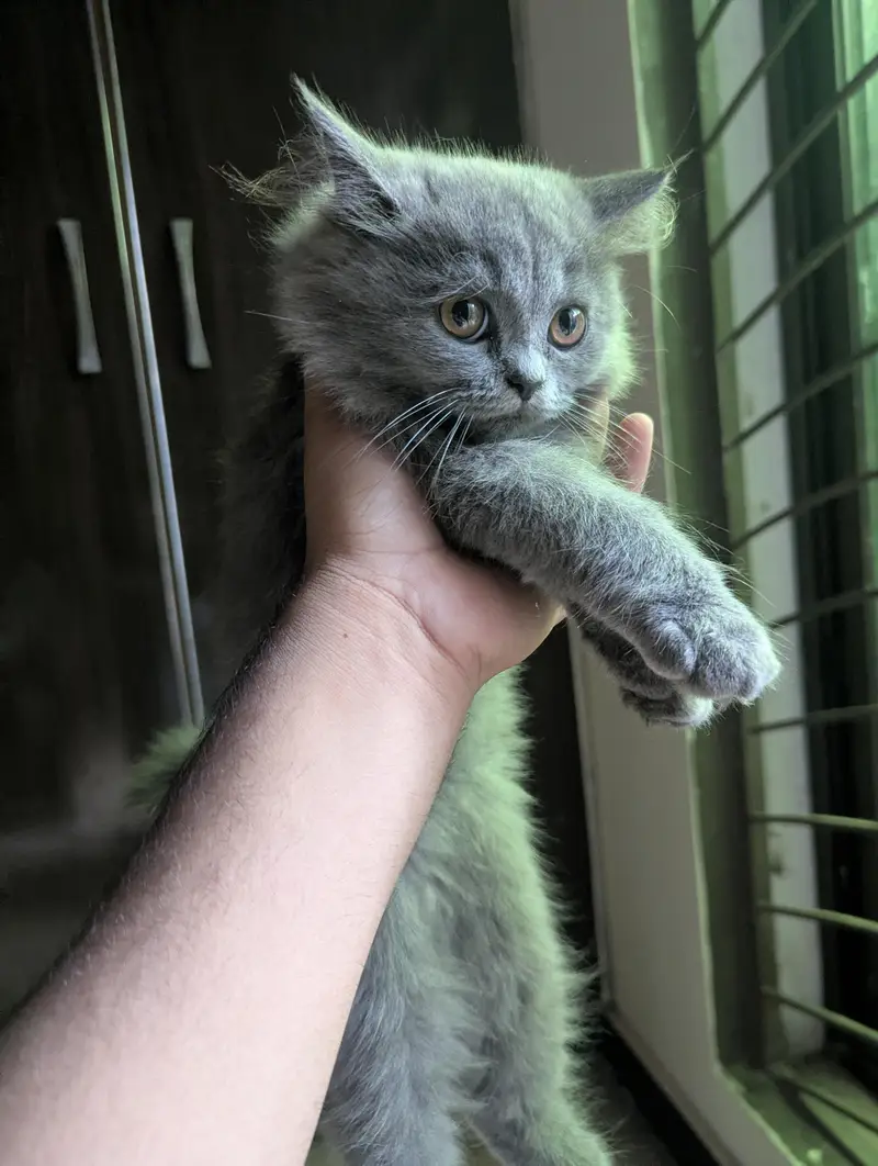 3 Beautiful Persian cat for sale — photo 7