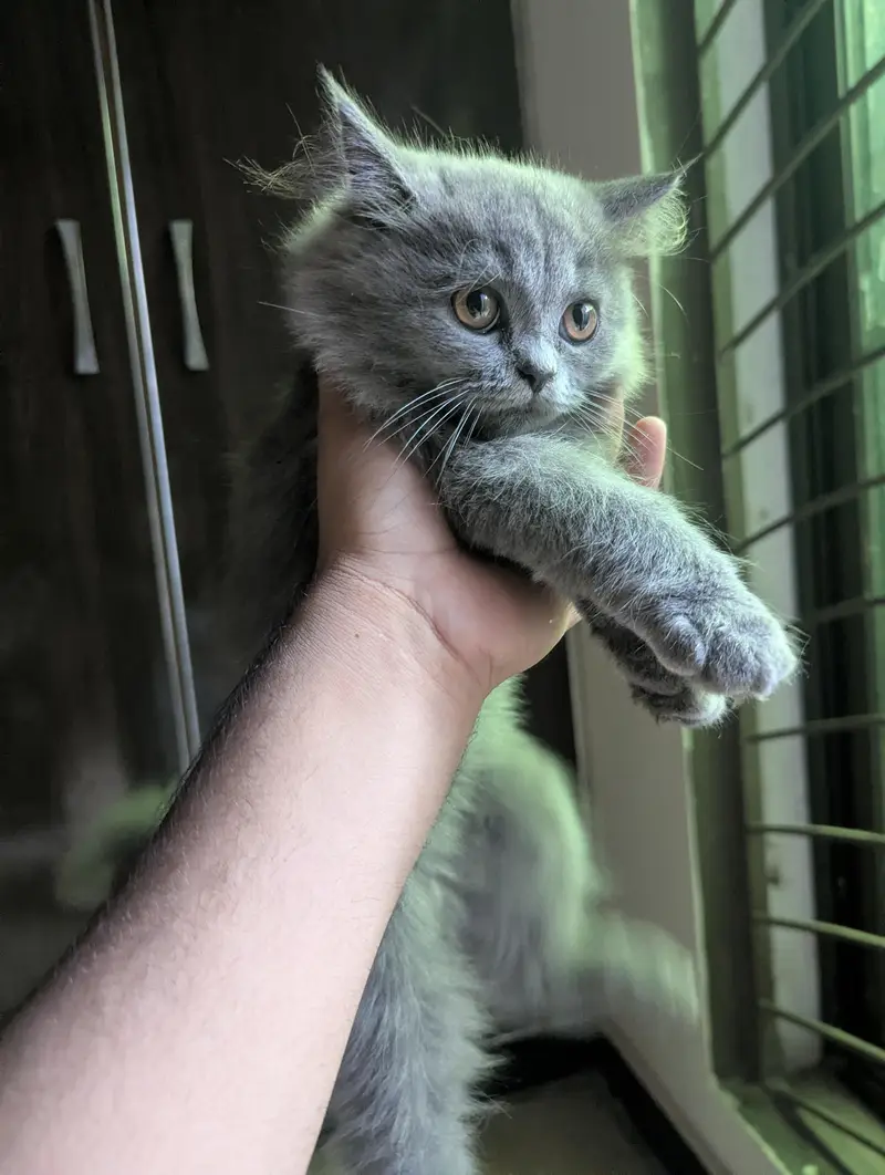 3 Beautiful Persian cat for sale — photo 8