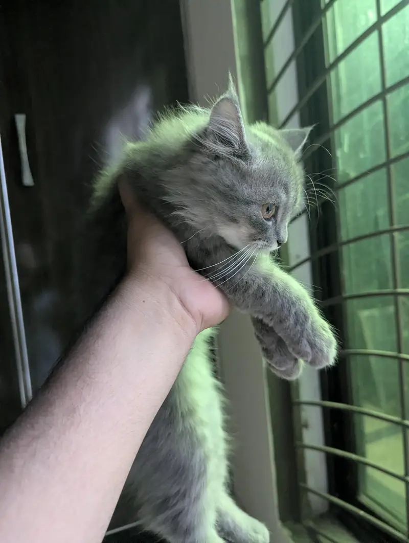 3 Beautiful Persian cat for sale — photo 9