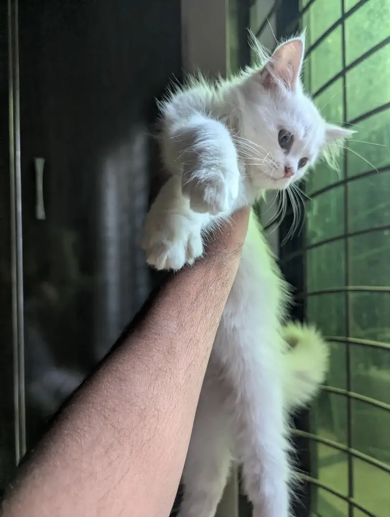 3 Beautiful Persian cat for sale — photo 10