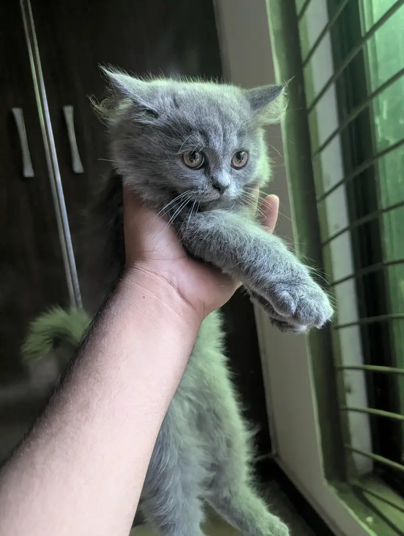 3 Beautiful Persian cat for sale — photo 11