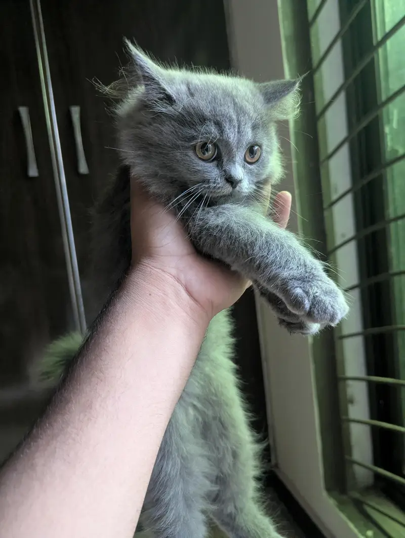 3 Beautiful Persian cat for sale — photo 12