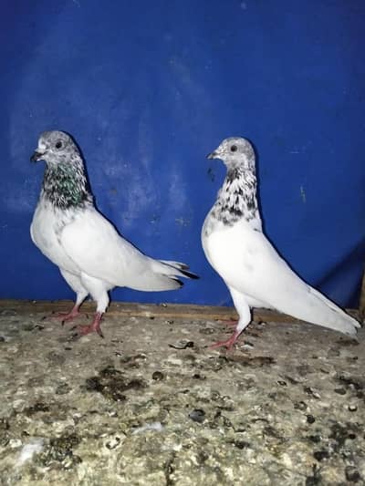 Sialkoti batera pair