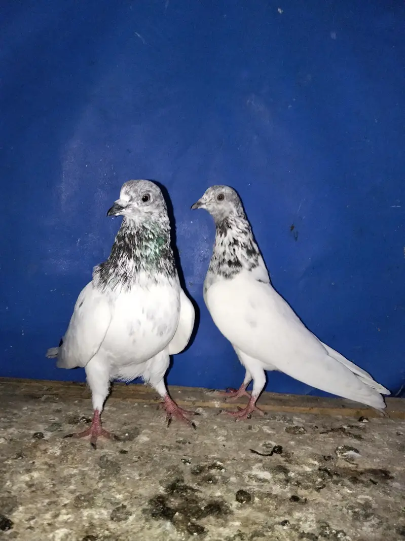 Sialkoti batera pair — photo 2
