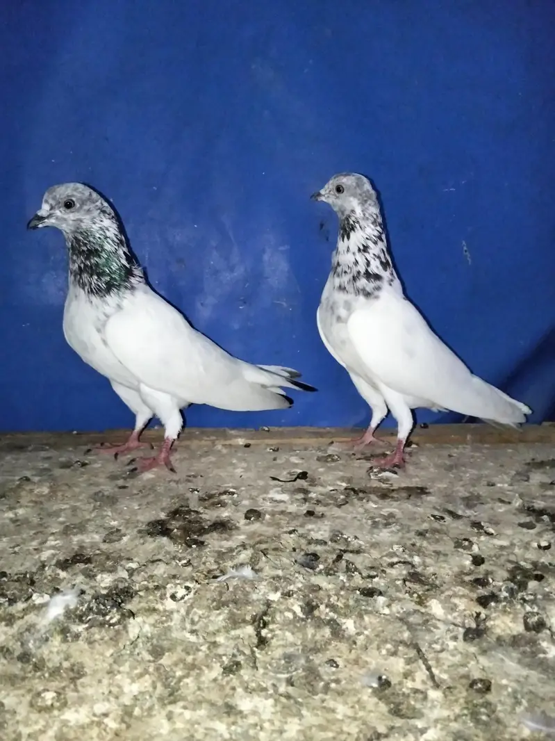Sialkoti batera pair — photo 3