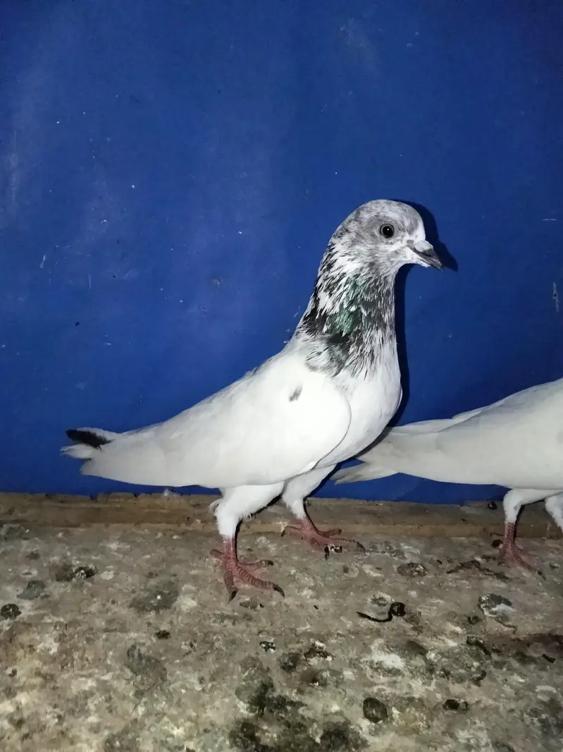 Sialkoti batera pair — photo 4