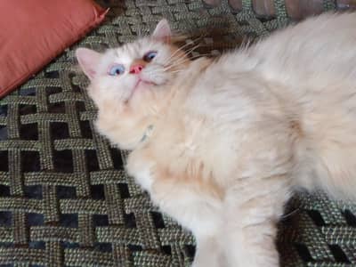 3 Adult Persian Cats For Sale | White + Tabby | Long Hair